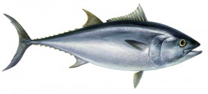 thunnus_thynnus.jpg